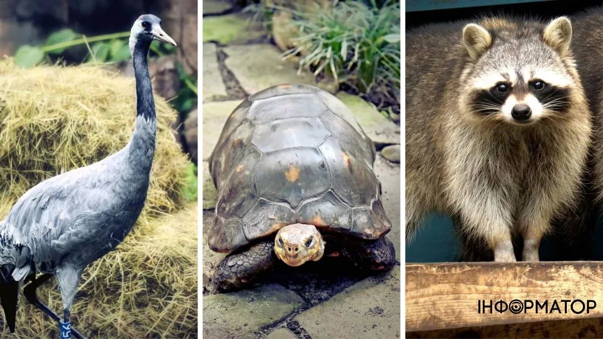 Влюблённые черепахи, волшебные журавли и нежные фретки: в Киевском зоопарке появились новые семьи