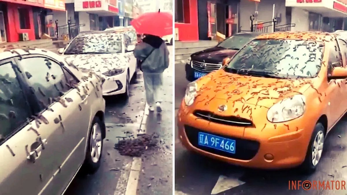 В Китае прошел дождь из "червей". Что это значит и стоит ли бояться?