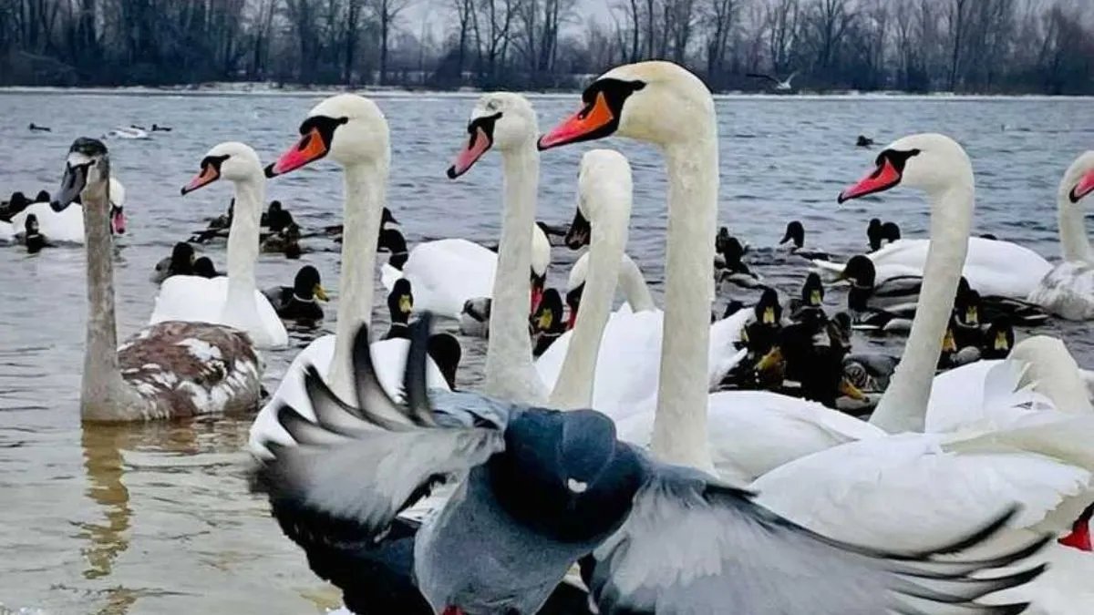 У парк Наталка в Києві злетілись дикі лебеді та качки