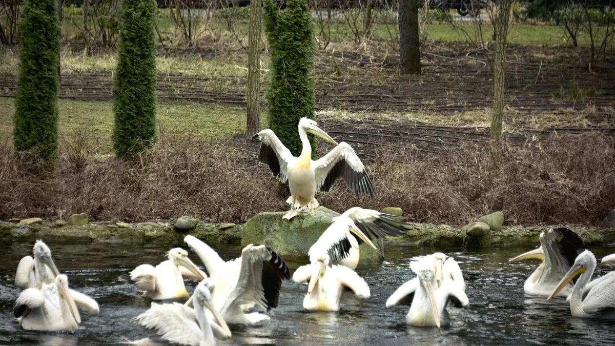 Озеро пеликанов – это одна из первых экспозиций от центрального входа