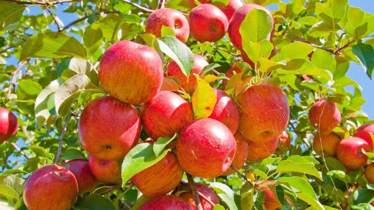 В Україні істотно зростуть ціни на яблука, це призведе до їх масового експорту з Польщі - деталі