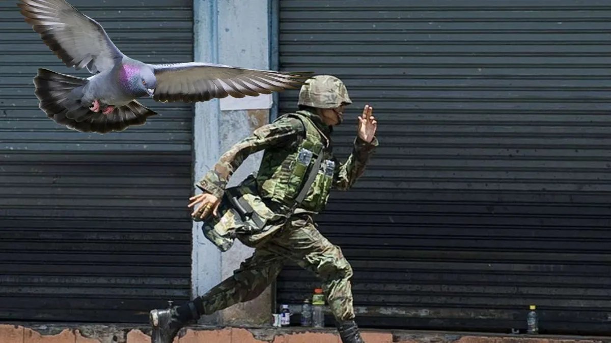 Голубь Гриша бомбит оккупантов: украинские военные показали на видео ту  самую птицу из биолабораторий