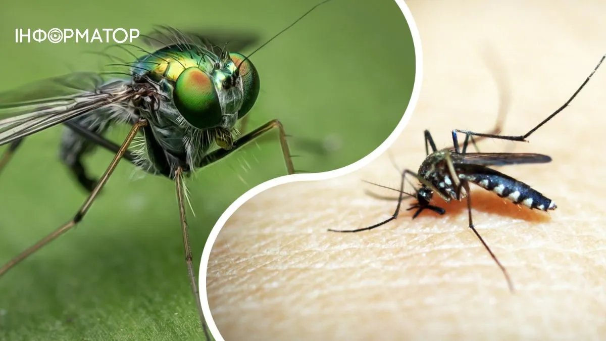 Вчені назвали улюблену групу крові комарів