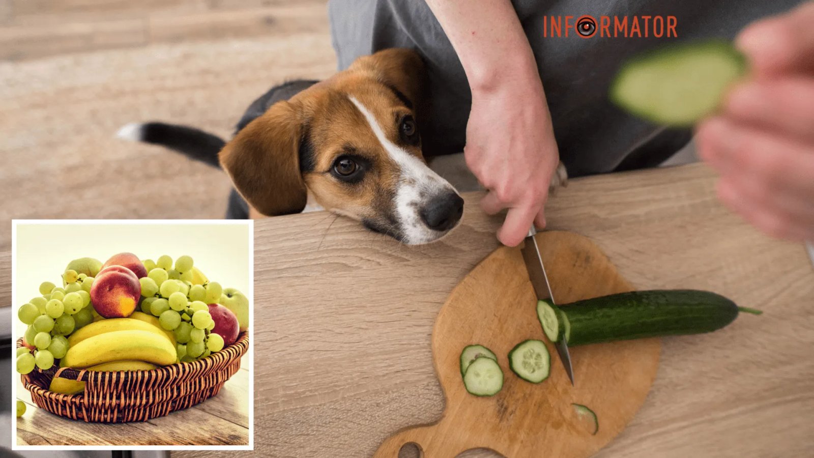 Какие фрукты и овощи безопасно давать собакам: руководство для владельцев