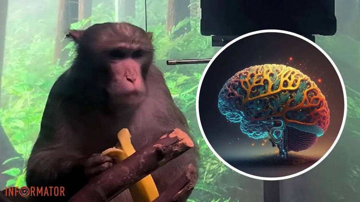 Хто розумніший - чіпована мавпа Ілона Маска чи ШІ