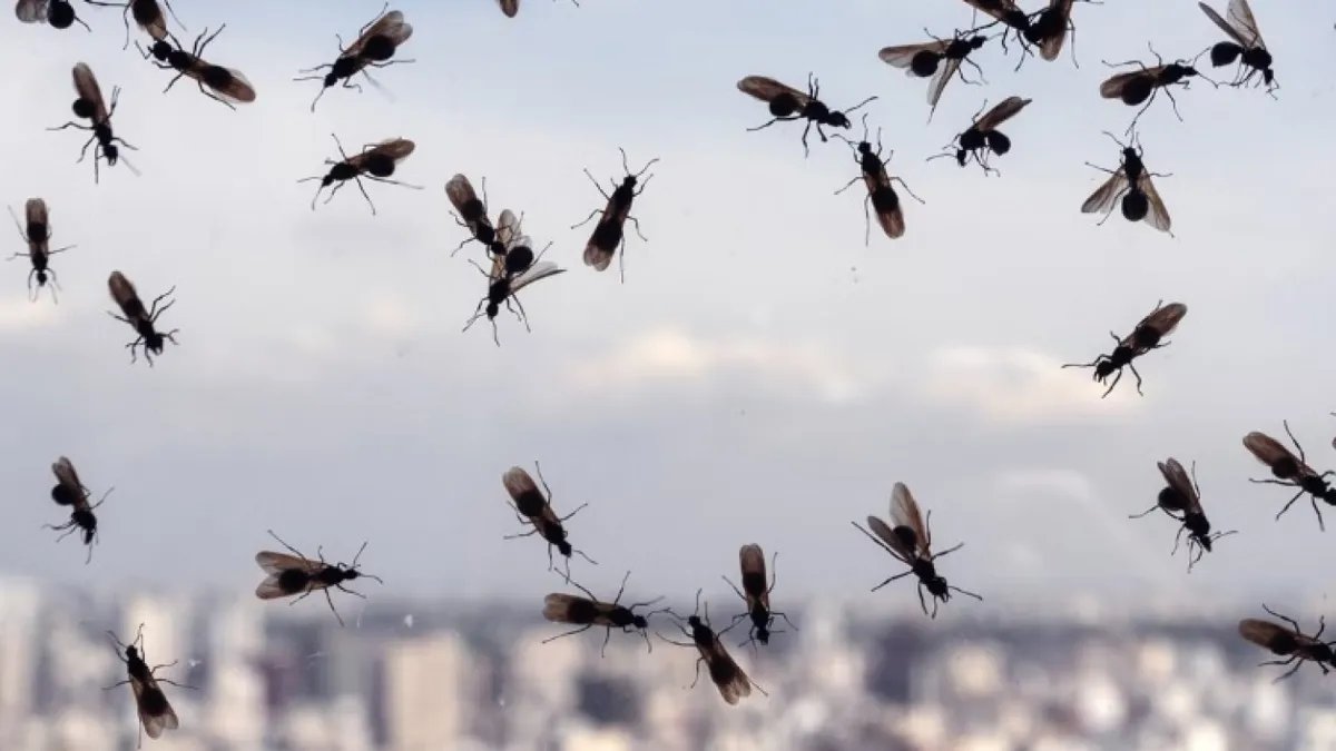 Нашестя мурах: пляжі Франції атакували летючі комахи, деякі з них закриті