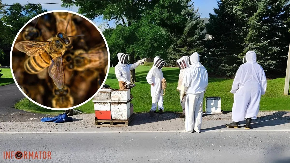 п'ять млн бджіл випали з вантажівки