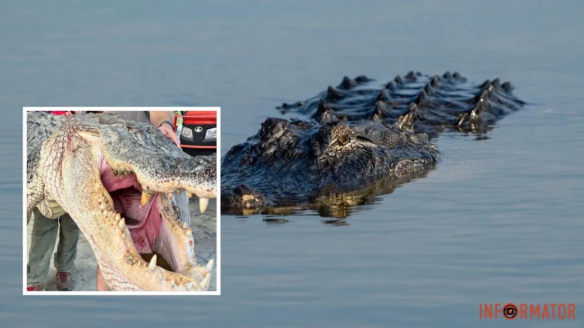 Alligator mississippiensis побил рекорд