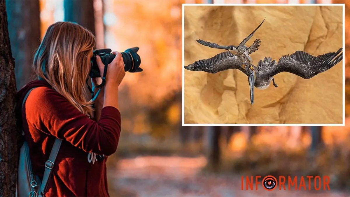 Фотограф и птицы