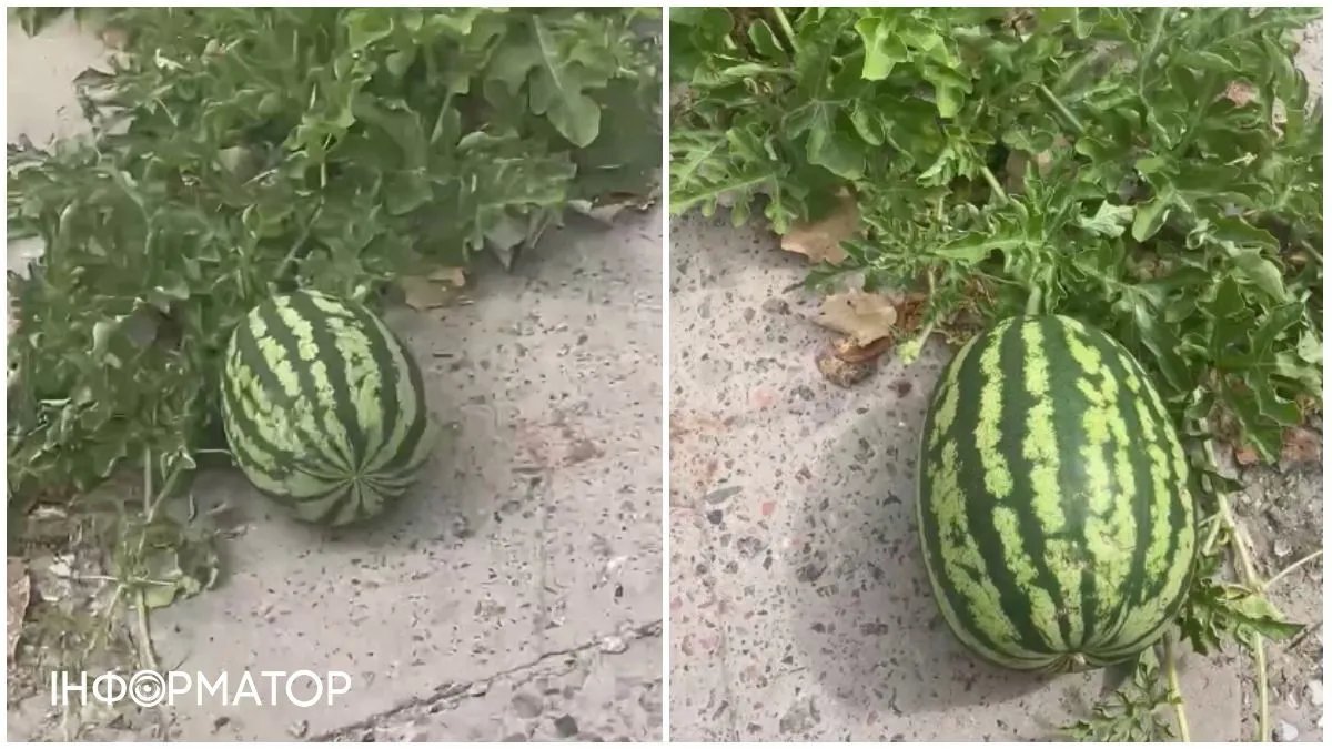 В Херсоне арбуз пророс через асфальт - видео