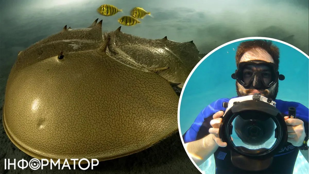 Ради этого снимка фотограф две недели сидел под водой – победители премии дикой природы