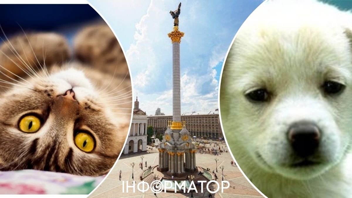 В Києві хочуть спрямувати 5 мільйонів гривень на модернізацію Реєстру домашніх тварин