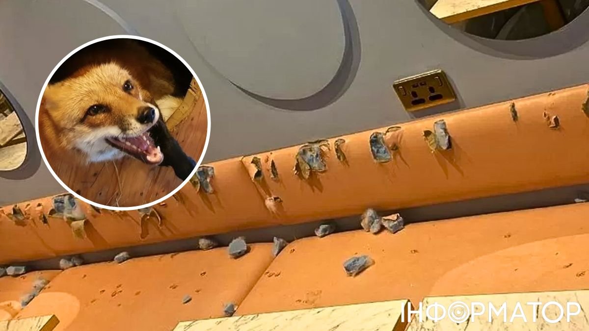 Лисиця здійснила акт вандалізму в собачому кафе - фото