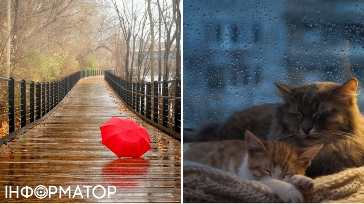 Дождь и коты