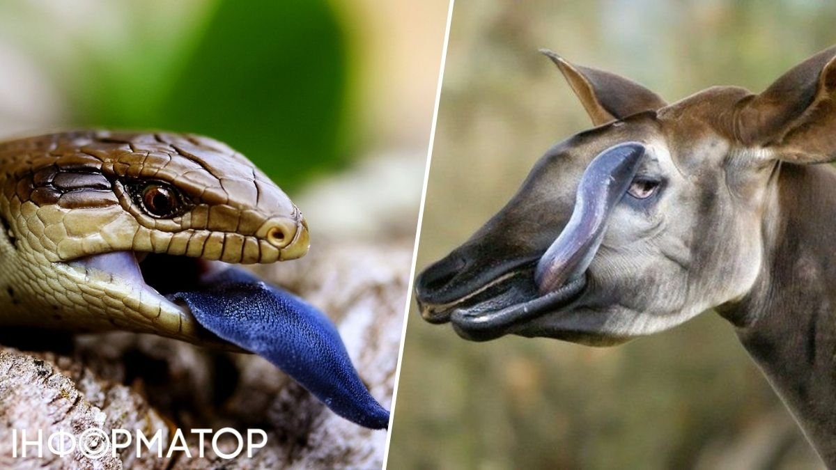 Та, що ж із ними не так: тварини із найдивнішими язиками у світі - фото