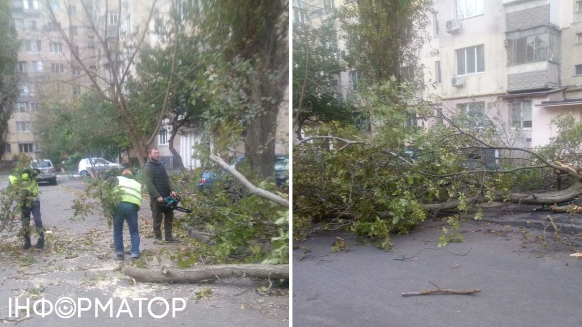 Ненастье в Украине: ветер валит деревья в нескольких областях - фото