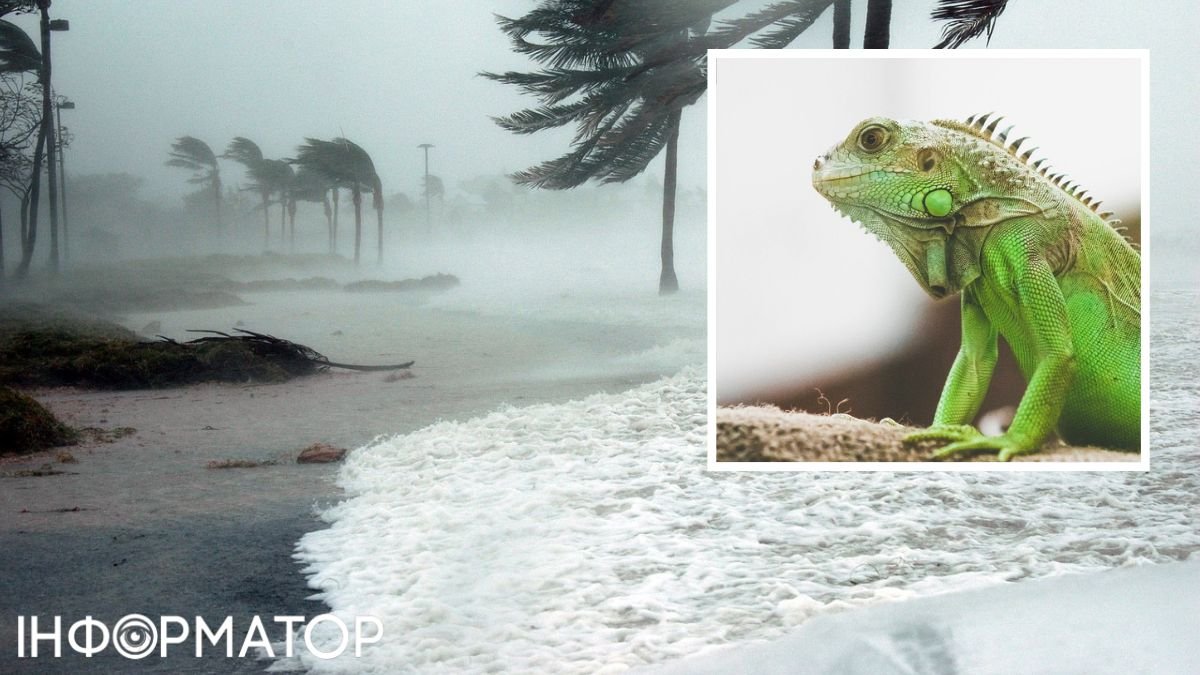 В США пошел дождь из игуан: зооактивисты объяснили, чем это грозит