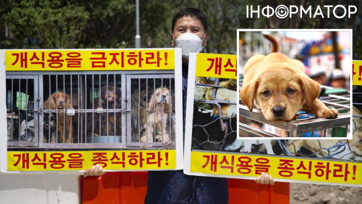 Південна Корея заборонить їсти м'ясо собак