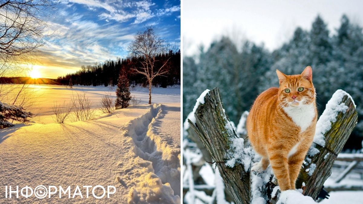 Кот и теплая зима