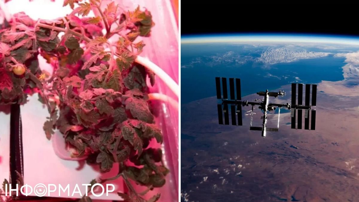 МКС, космос, томаты, NASA