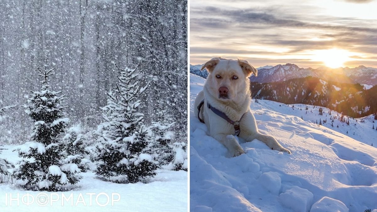 Собака та сніг