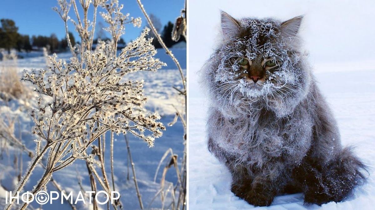 Кот и мороз