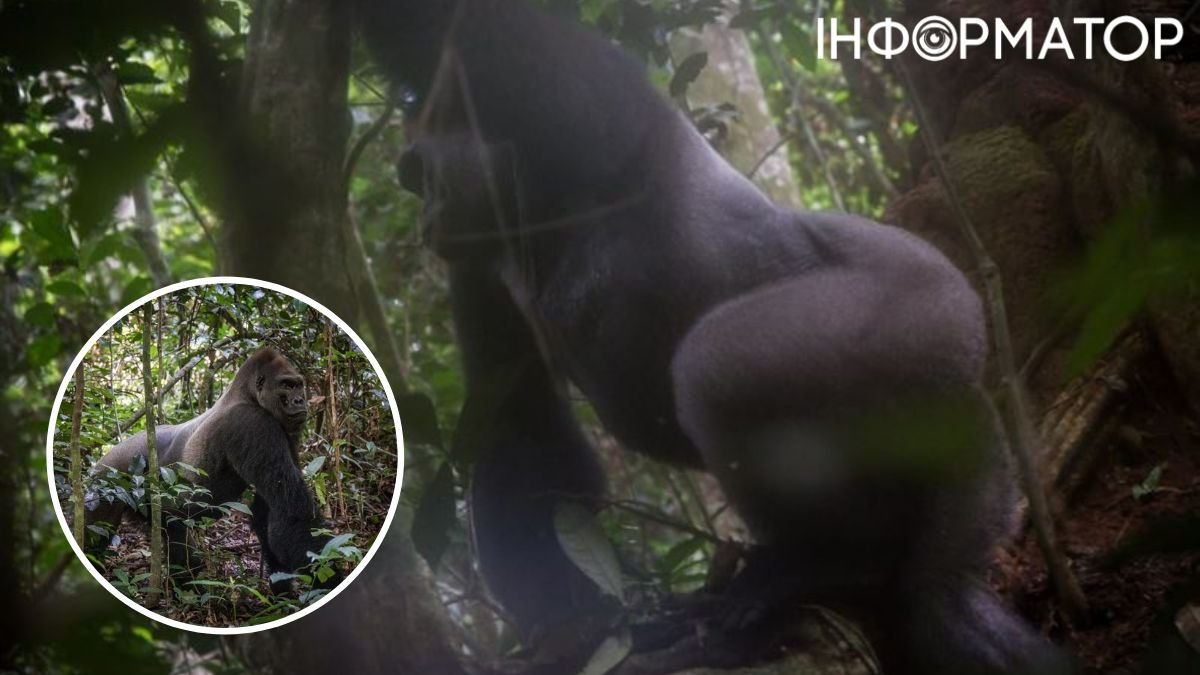 Животные, зоозащитники, горилла