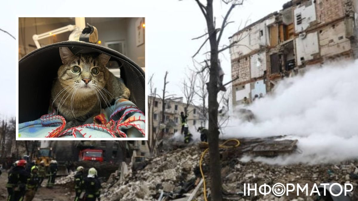 Знаменитый харьковский кот-блогер Степан попал в больницу после обстрелов города — фото
