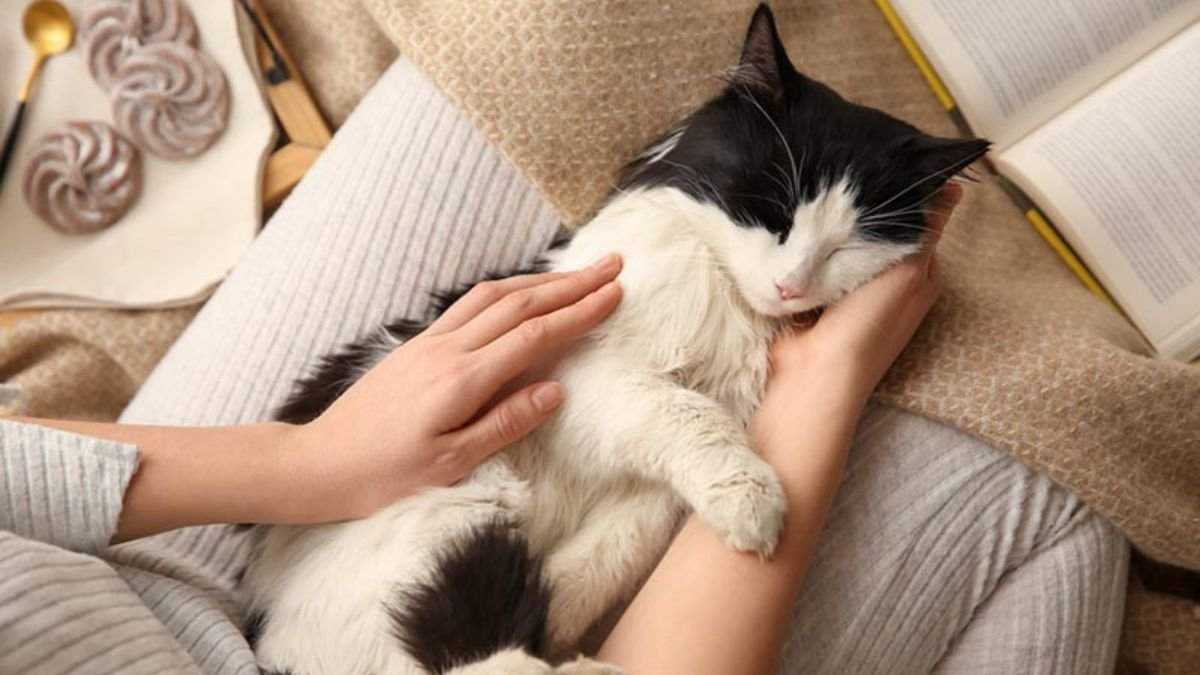 Исследования ученых, доказывающих пользу кошек для здоровья