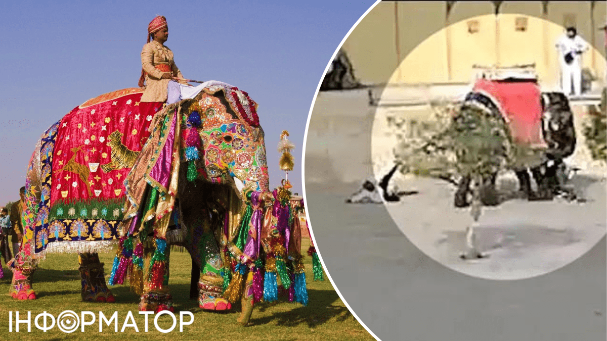 Нападение слона на россиянку в Индии