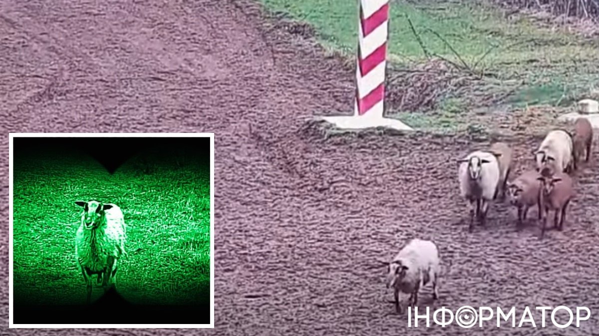 Вівці порушують кордон Польщі з Україною