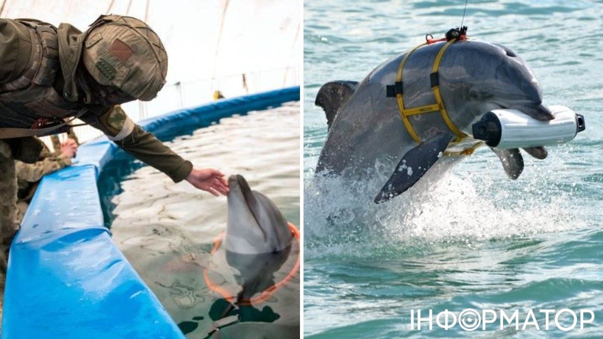 Россия использует дельфинов-разведчиков в военных операциях: ученые заметили увеличение числа млекопитающих в Севастополе