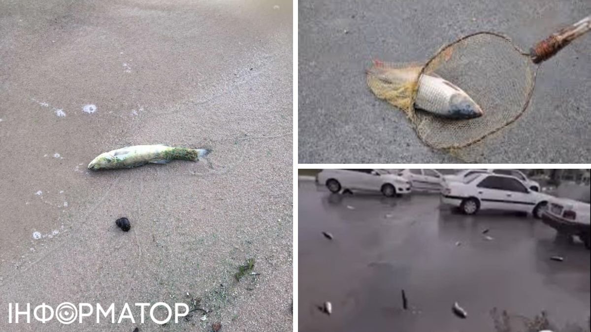 В Ірані після дощу людям на голови почала падати жива риба  - відео