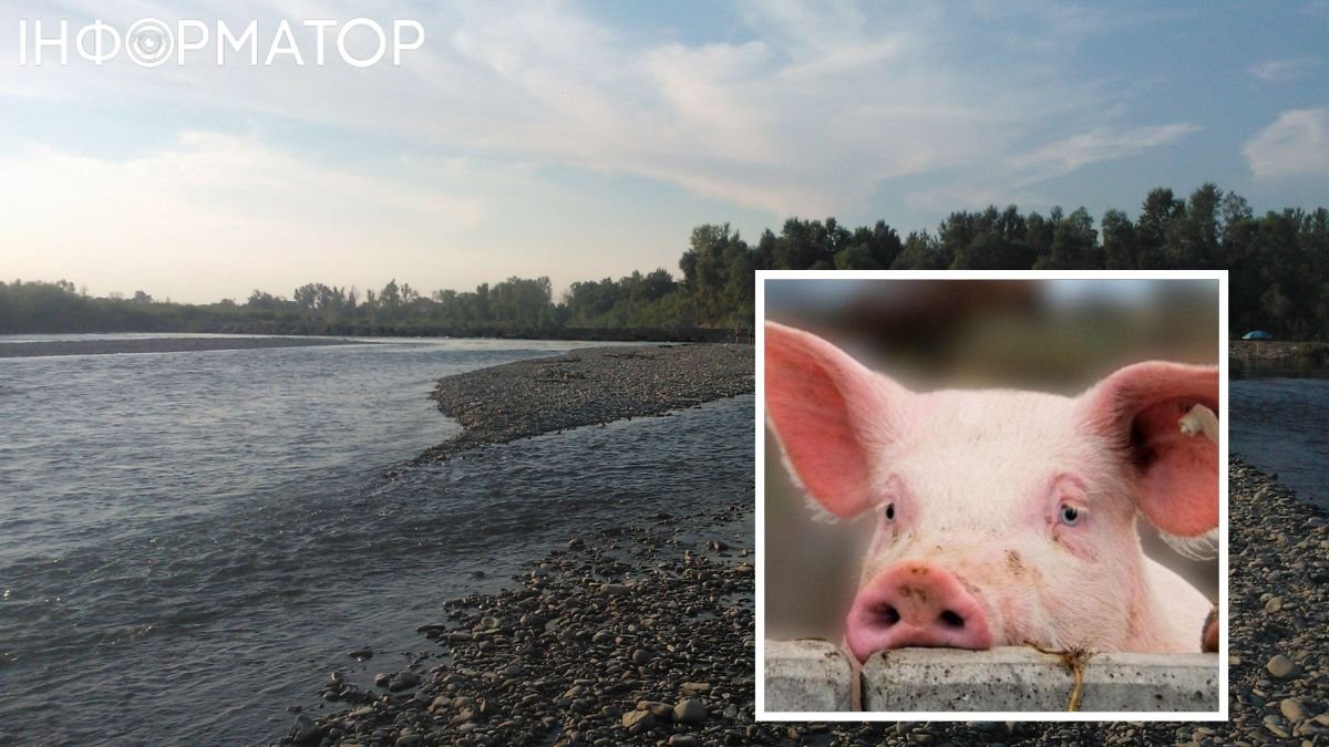 Річка Прут і частини інфікованих свиней