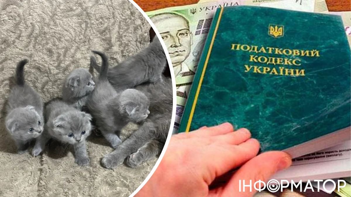 Продавала кошенят і отримала клопіт, бо хтось поскаржився до податкової