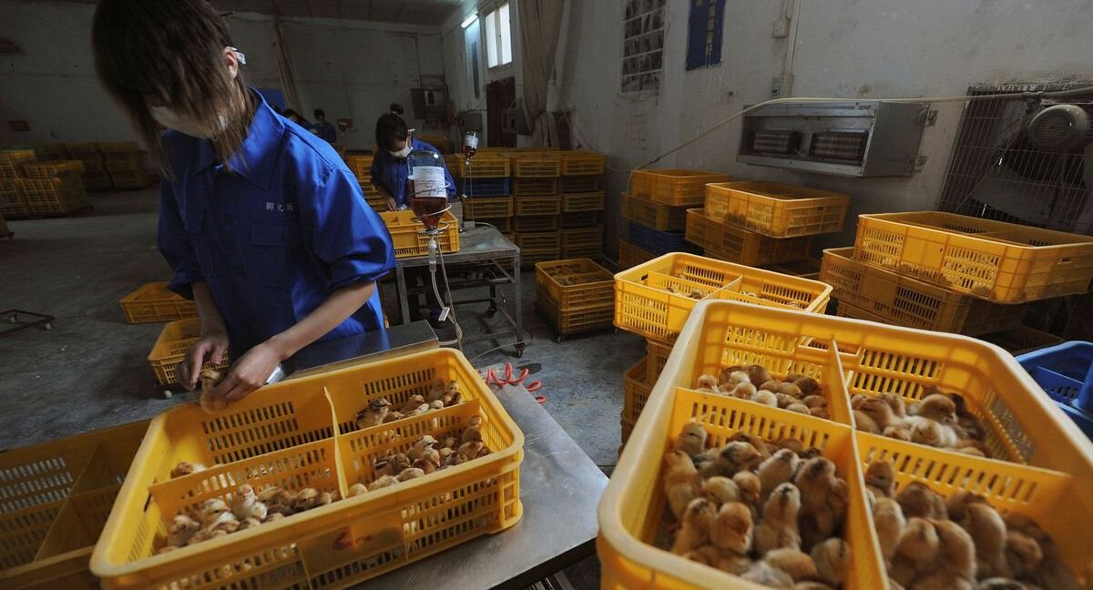 Китай объявил о первом в мире заражении человека птичьим гриппом H10N3
