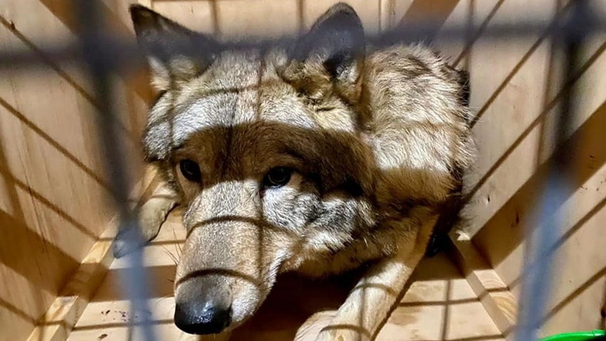 Из Борисполя в Непал пытались вывезти трёх волков, «замаскированных» под собак породы лайка