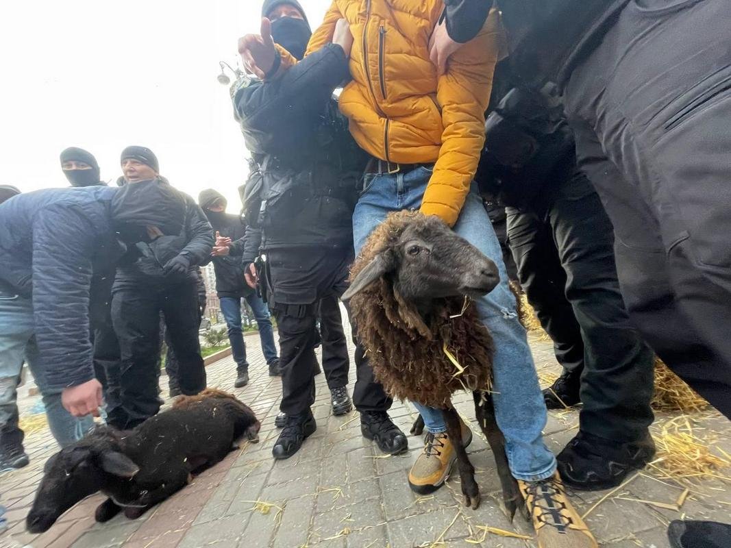 Под КГГА привезли живых овец Под КГГА привезли живых овец