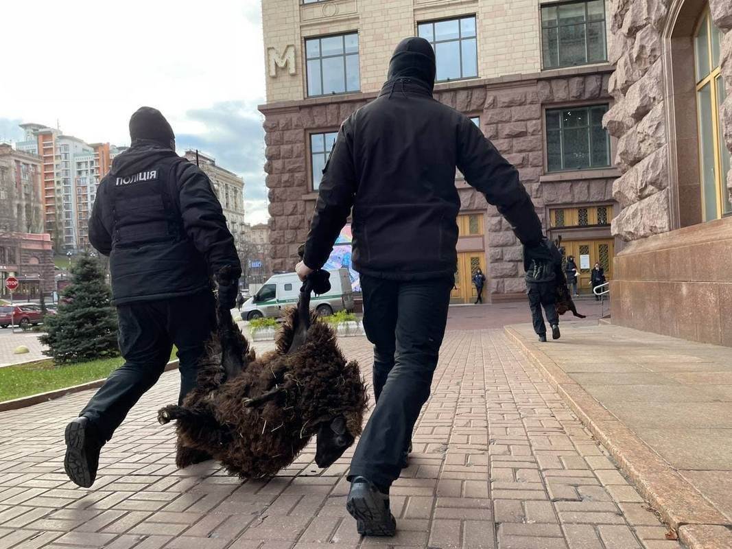 Овец забрали сотрудники полиции Овец забрали сотрудники полиции