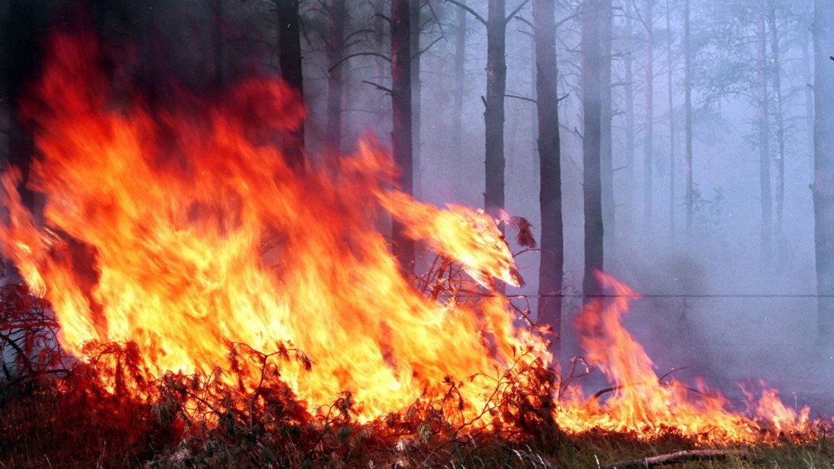 В Херсонской области вспыхнули лесные пожары: огонь охватил уже более 1 587 гектаров