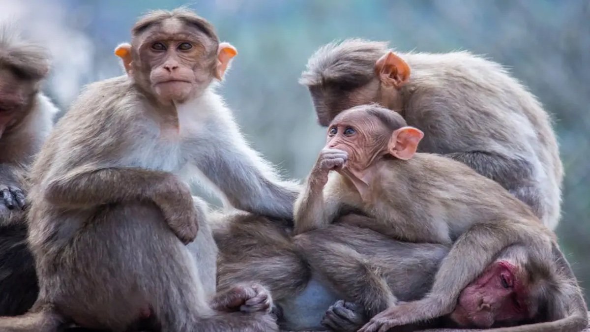 Оспа обезьян: Бельгия вводит карантин для заражённых редкой болезнью