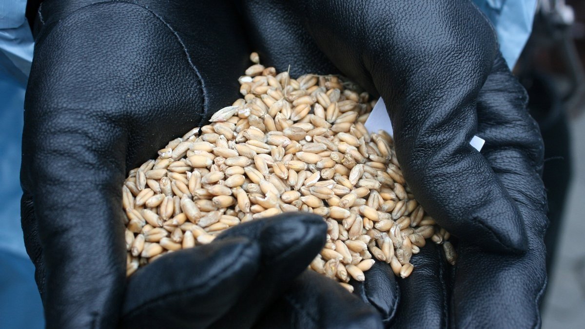 Після двотижневої застою українське зерно знову експортуватимуть: що змінилося