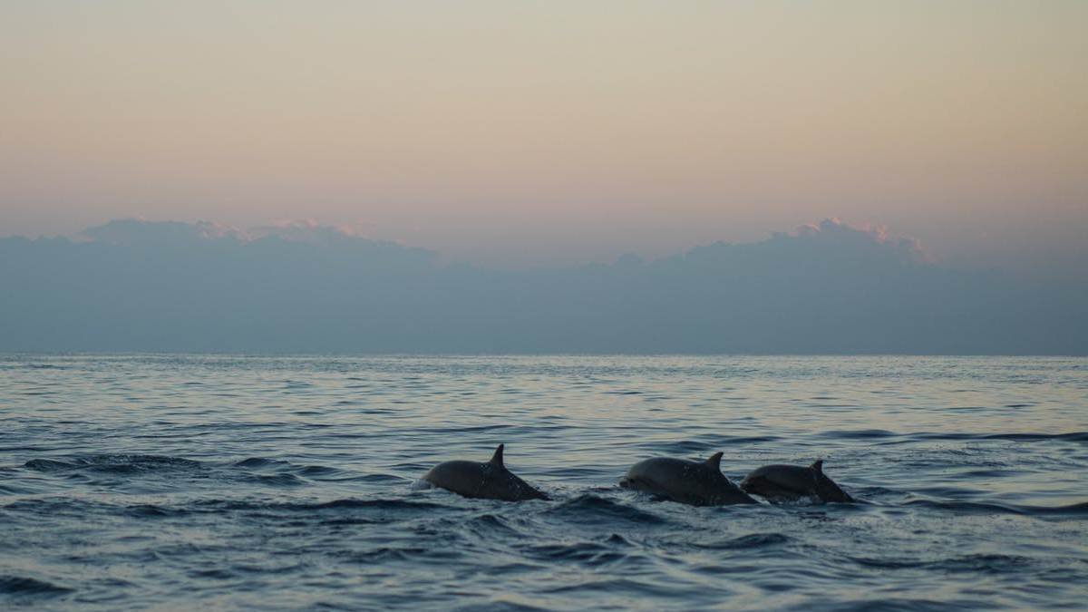Под Одессой на побережье нашли мёртвых дельфинов