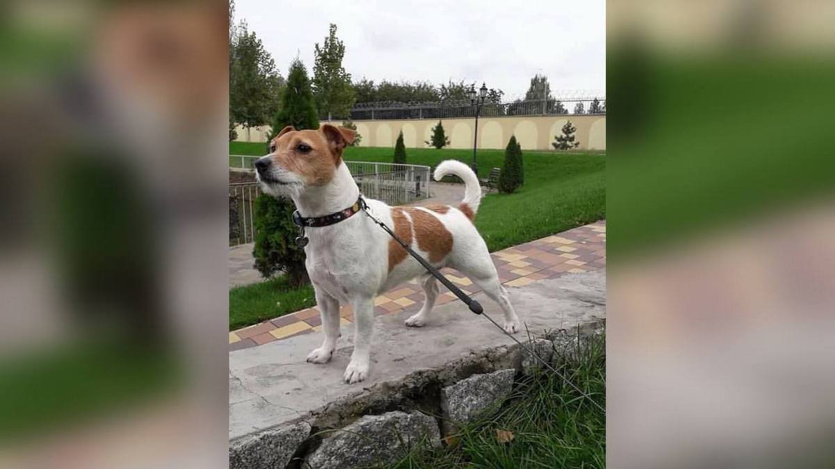 "Зайшли за будинок, і почались вибухи": історія про собаку, який врятував свою власницю від ракетного удару по ТРЦ у Кременчуці