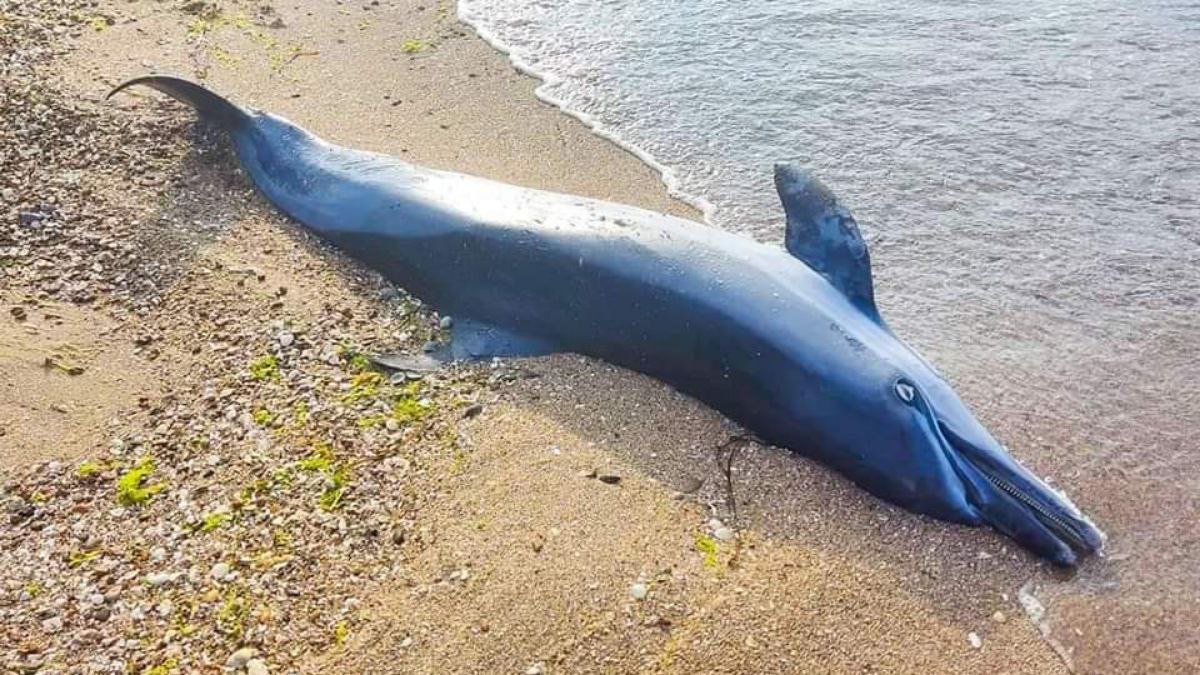 Последствия войны: под Одессой на побережье нашли еще 8 мертвых дельфинов