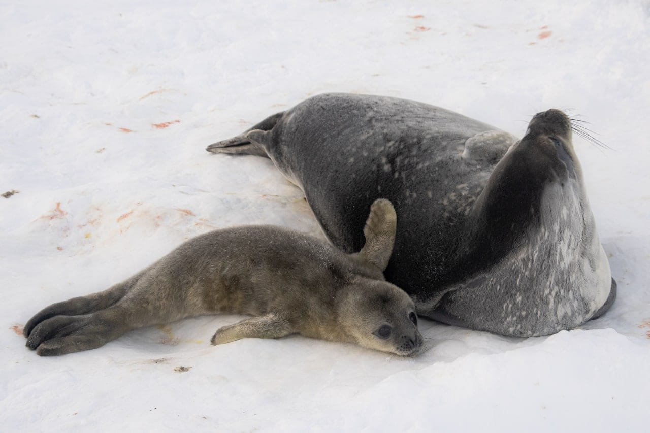 Придумать имя тюленю: на станции «Академик Вернадский» объявили конкурс