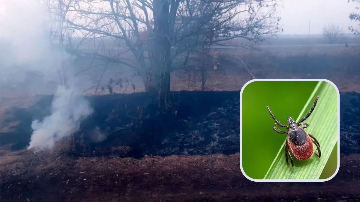 Дістали кліщі - чоловік влаштував пожежу на Полтавщині, бо йому набридли комахи