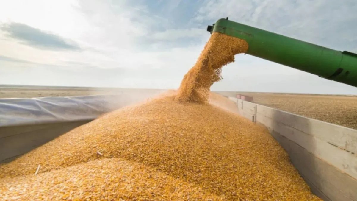 Чому ЄС готує екстрені обмеження на імпорт зерна з України?