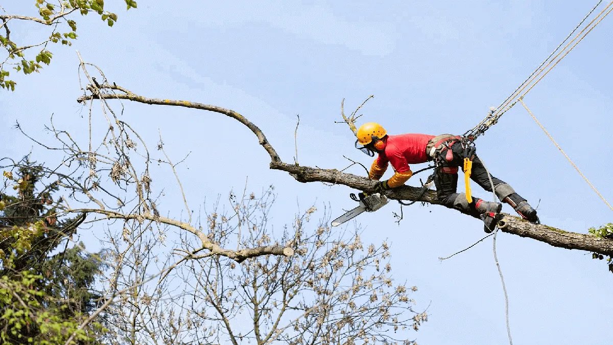 В Киеве вводят новые нормы обрезания деревьев: что теперь запрещено