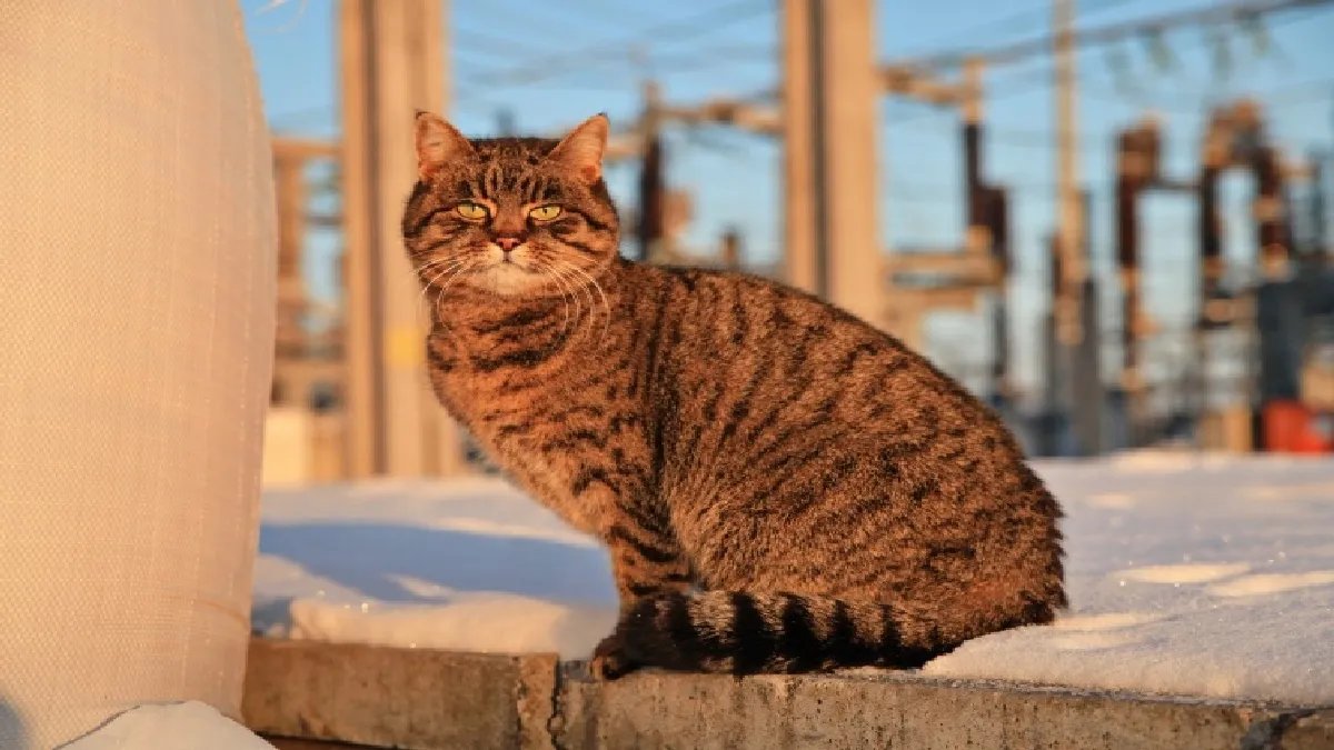 9 років прожила на підстанції, яку розбомбила рф: в Укренерго розповіли, як склалося життя кішки Ази після обстрілів